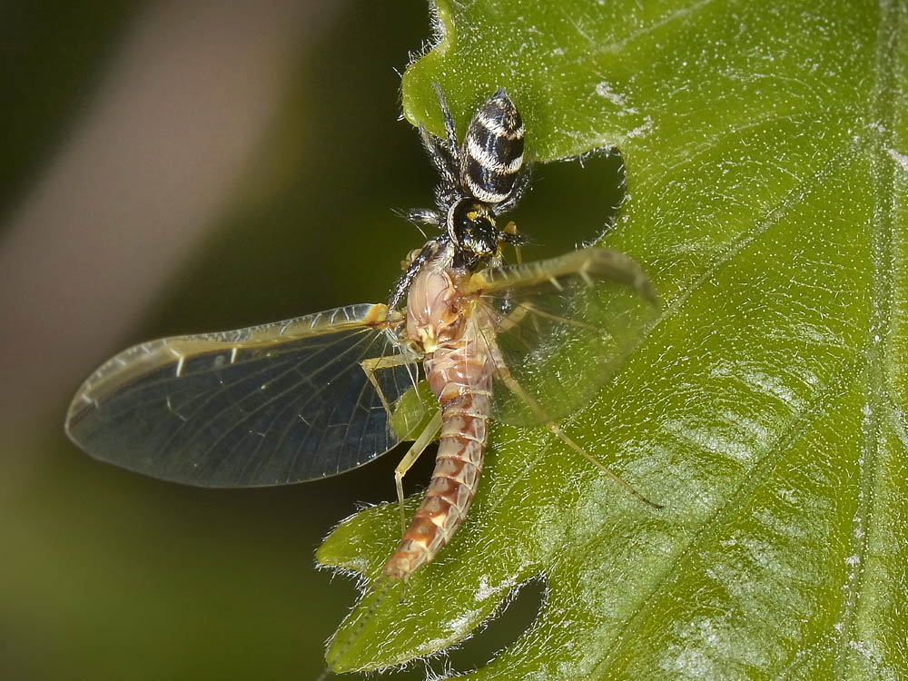 Salticus scenicus - San Giorio di Susa (TO)